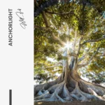 Anchorlight – Glas – Bild 5