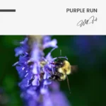 Purple Run – Glas – Bild 5