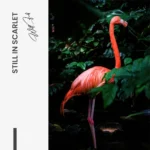 Still in Scarlet – Glas – Bild 5