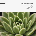 "Thorn Array" – Bild 7