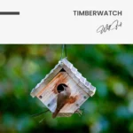 Timberwatch – Glas – Bild 5