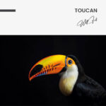 Toucan – Glas 100x150 cm / Ohne Rahmen – Bild 3
