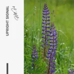 "Upright Signal" – Bild 7