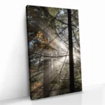 "Line of Light" – Bild 2