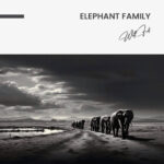 Elephant Family - Glas 100x150 cm / Ohne Rahmen – Bild 3