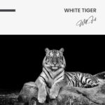 White Tiger – Glas 100x150 cm / Ohne Rahmen – Bild 3