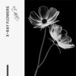 X-Ray Flowers – Glas 100x150 cm / Ohne Rahmen – Bild 3