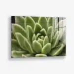 Thorn Array – Glas