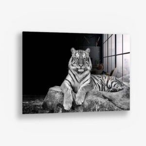 White Tiger – Glas 100x150 cm / Ohne Rahmen
