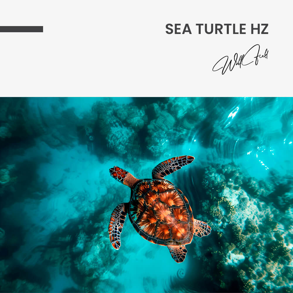 11.-Design-signature-Sea-Turtle-HZ.jpg