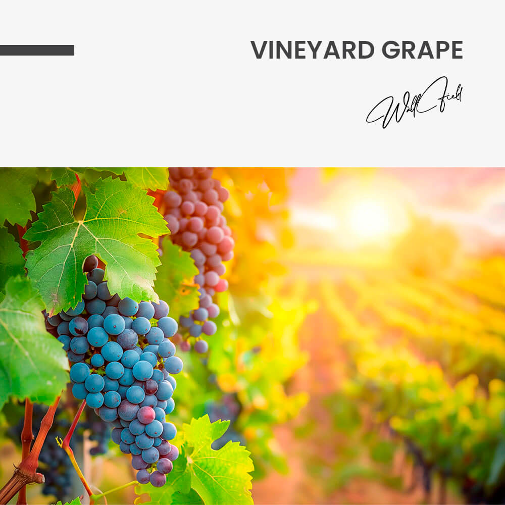 11.-Design-signature-Vineyard-Grape.jpg