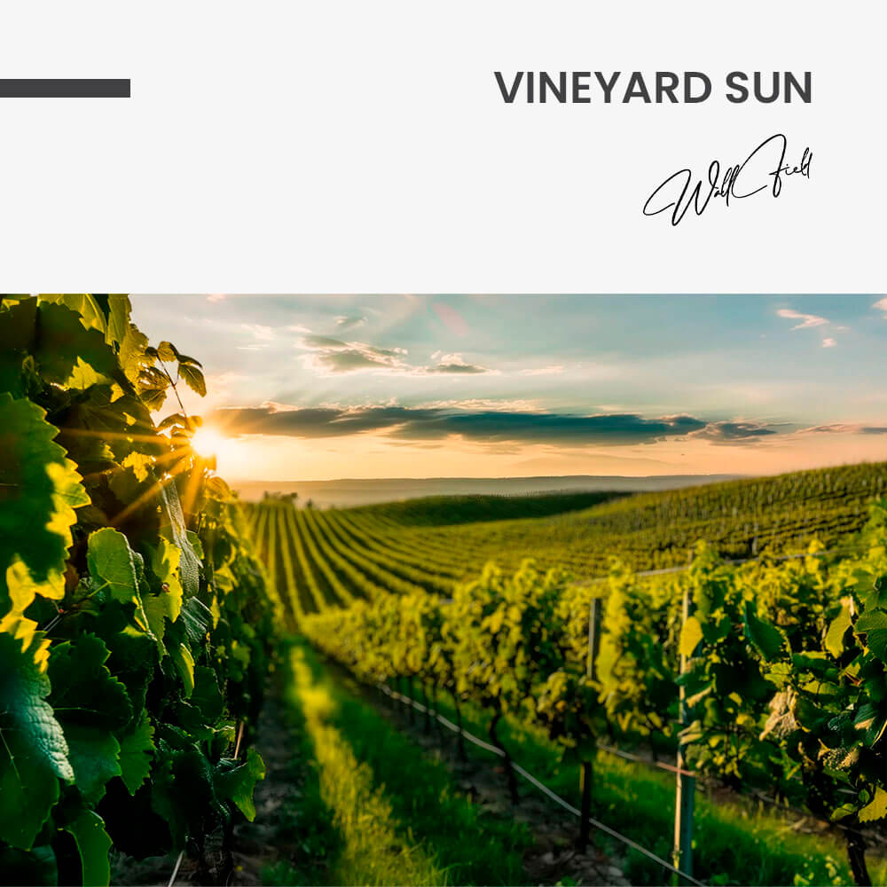 11.-Design-signature-Vineyard-Sun.jpg